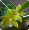 Phal. mannii green